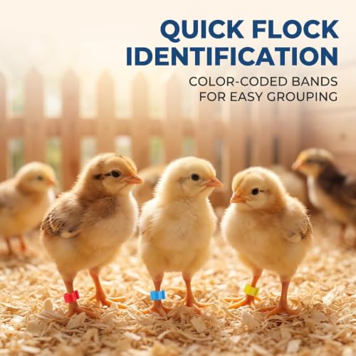 100Pcs 10-Color Poultry Leg Bands - 8mm Clip-On ID Rings for Chickens, Ducks and Birds | Adjustable Farm Animal Identification Markers,Poultry Supplies, Livestock Tagging Accessories