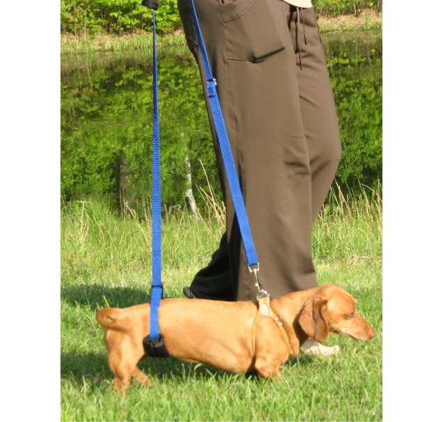 GINGERLEAD Dog Back Support IVDD Sling Harness, X-Small & Dachshunds | Fits Pets Under 25 lbs and Doxies, Walking Aid for K9s with Disc Disease, Fully Adjustable, Chest Harness NOT Included - size: X-Small - Male