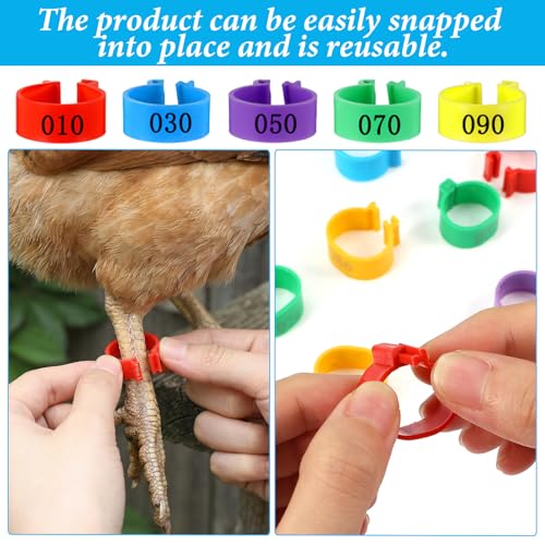 100 PCS Chicken Leg Bands, 16mm Plastic Chicken Bands, Color-Coded Numbered Poultry Identification Rings for Chickens Ducks Medium Birds, Easy Snap on Ankle Band for Flock ManagementManagement