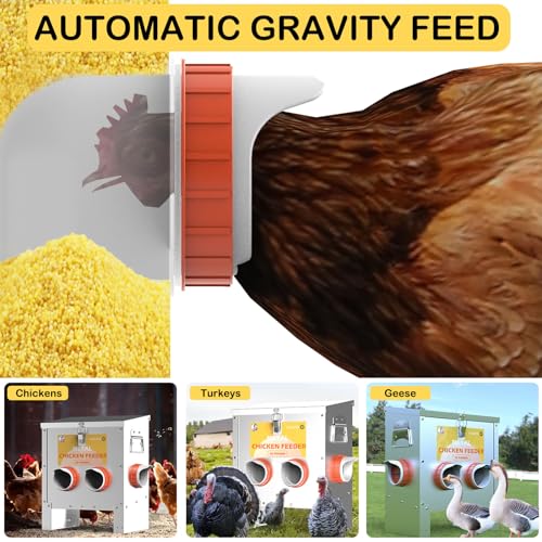 Automatic Chicken Feeder No Waste Metal Poultry Feeder Large Capacity 25lbs for Chickens, Geese, Ducks, Turkeys, Quails (4-Port) - size: 4-Port