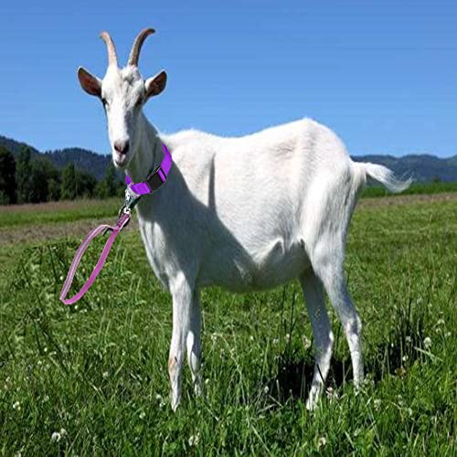 Goat Lead and Goat Collars Set Small Farm Animal Goat Sheep (Blue) | 4 Pieces Nylon 11 inch Sheep Lead with Reflective Strip Design and Nylon Goat Collar - color: Blue