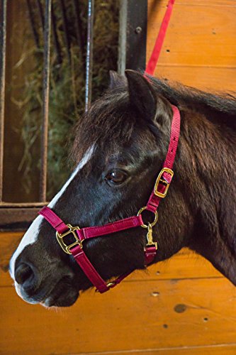 Intrepid International Durable Nylon Miniature Horse Halter w/Adjustable Chin & Throat Snap - color: Pink
