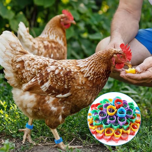 100 PCS Chicken Leg Bands, 16mm Plastic Chicken Bands, Color-Coded Numbered Poultry Identification Rings for Chickens Ducks Medium Birds, Easy Snap on Ankle Band for Flock ManagementManagement