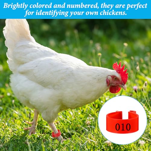 100 PCS Chicken Leg Bands, 16mm Plastic Chicken Bands, Color-Coded Numbered Poultry Identification Rings for Chickens Ducks Medium Birds, Easy Snap on Ankle Band for Flock ManagementManagement