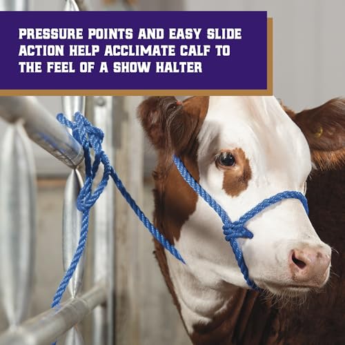 Weaver Livestock Poly Rope Breaking Cattle Halter, Adjustable Cow Calf Halter, Livestock Handling Equipment, Blue/Hurricane Blue/Lime Zest - color: Blue/Hurricane Blue/Lime Zest