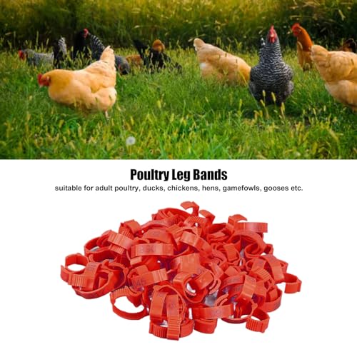 100Pcs Chicken Leg Rings,Bright Color Chicken Identification Bands Clip On Plastic Numbered Poultry Leg Bands for Birds Ducks Goose Gamefowl (100Pcs Red Rings with Number Markers)