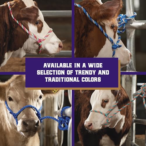 Weaver Livestock Braided Poly Rope Cattle Halter, Adjustable, Modern Style Cow Calf Halter, Livestock Handling Equipment for Showing, Coral/Gray/Teal