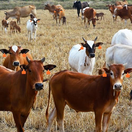Lothee 100 Pcs Blank Cattle Ear Tags Large Plastic Precision Animal Identification Blank Livestock Ear Tags for Cattle Cow Horse Dog Pig Goat Sheep Farm Management (Orange) - color: Orange