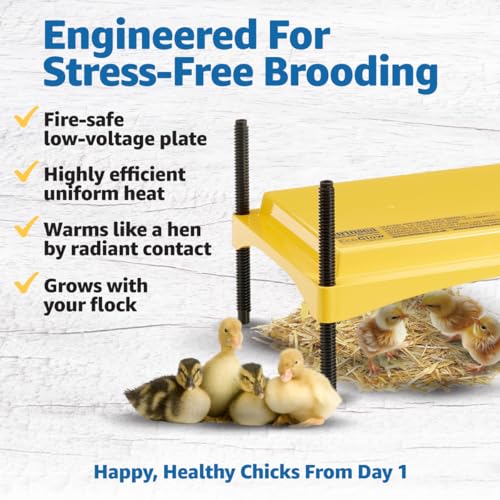 Brinsea Ecoglow Safety 1200 Chick or Duckling Brooder, Up to 35 Chicks | 50+ years of trusted care! Height-adjustable 18W Brooder Plate delivers safe low voltage heat for natural stress-free growth - size: Up to 35 newborn chicks or 20 older chicks