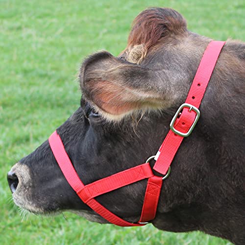 Derby Originals Adjustable Nylon Livestock Cattle Halters - color: lime green, size: Medium (500-800lbs)