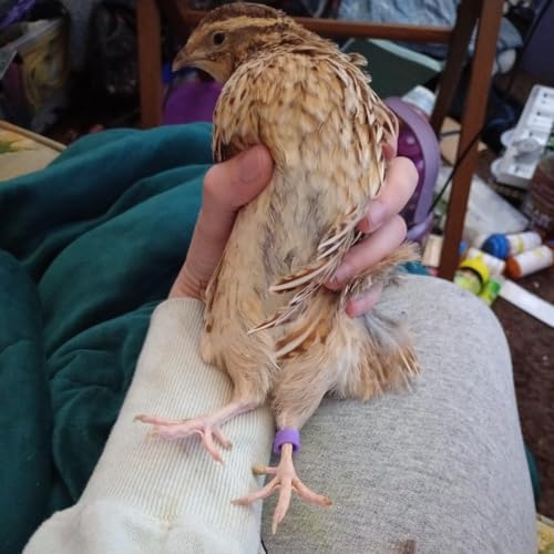 DoubleWood Baby Poultry Leg Bands 5/16" Medium Chick, 200 Pcs Coturnix Quail Leg Bands Baby Chick Leg Bands Pigeon Bands Chicken Leg Bands Rings (Large 5/16") - size: Large 5/16"