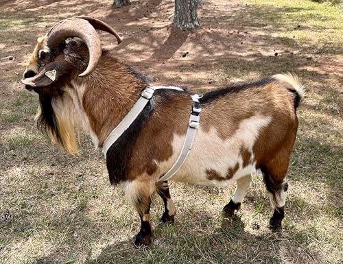 Goat Harness, Asatre Sheep Livestock Hemp Goat Halter, Small to X-Large, Fleece Lined, Multi-Clasp, Machine Washable Soft Durable Restraint (X-Large) - size: X-Large