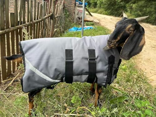 Goat Coat, Winter Livestock Blanket for Goats, Sheep, Calves, Dogs, Mini Pigs & Donkeys with Reflective Strip, Adjustable Farm Animal Coat, 1200D Waterproof 150g 28.68" Back (Gray, Medium) - color: Gray, size: Medium