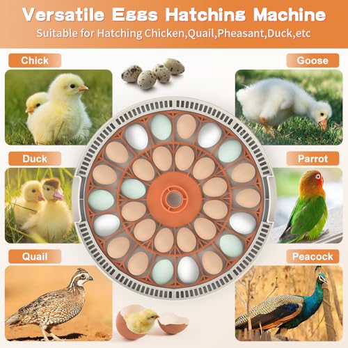 30 Egg Incubator with Automatic Temperature Control, 360° Auto Egg Turning, Humidity Display, LED Candler