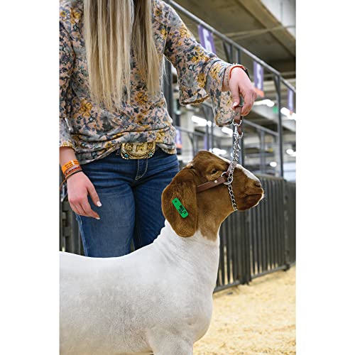 Weaver Leather Livestock Brahma Webb Total Control Goat Halter, Brown