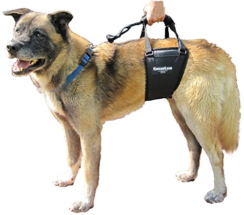 GINGERLEAD Dog Support Harness, Rear End Lift Sling, Tall Male, Made in USA | Fits Tall, Lean Dogs like Greyhounds or Great Danes, Padded Mobility Aid, Help Pets Walk or Balance, Machine Wash & Dry - size: Tall - Male