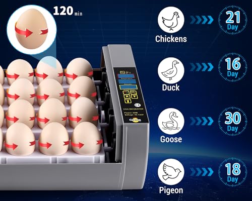 Gpeng Egg Incubator, 24 Eggs Incubator with Digital Display, Auto Egg-Turning, Auto Temperature Control, for Hatching Chicken Goose Pigeon Quail Duck