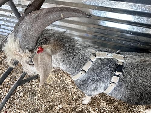 Asatre Adjustable Lined Hemp Goat Harness, Sheep, Livestock Durable Multi-Clasp Livestock Gear, Comfortable Farm Pet Accessory (Large) - size: Large