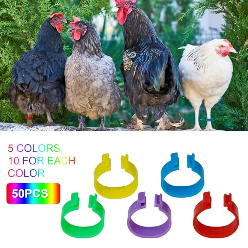 Chicken Leg Bands, 50 Pack, 20mm, 5 Colors, Poultry ID Tags for Ducks, Bantam, Guinea, Goose (50, Multicolor)