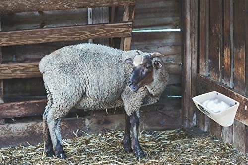 Chicken Feeder Waterer, Goat Feeder - 2 Pack, 5.5 Quart, for Goats Chickens Duck Sheeple Dogs Piglets Deers Gooses, Turkeys, Goat Supplies(Appearance Patent Product) - color: Black