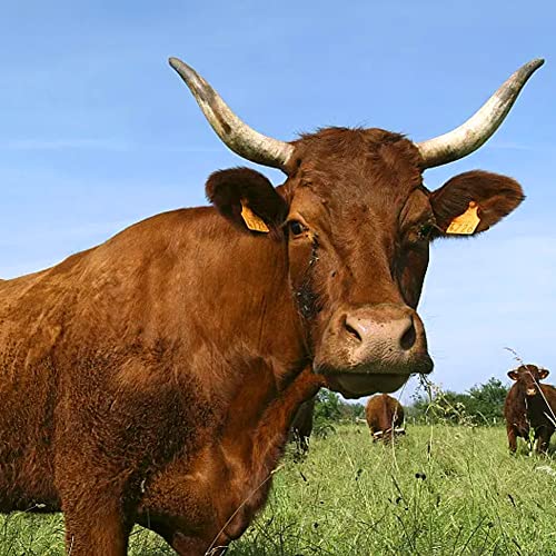 100PCS Cattle Ear Tags 001-100 Numbered Plastic Farm Identification | 4.1x3 Inch Oversize Tags for Cattle Cows Goats Sheep Pigs Hog Calf, Laser Printed Herd Management (001-100, Orange) - color: Orange