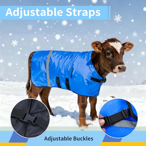 Calf Coat - Blue Calf Blanket for Winter, 2-Pack | Winter Blanket for Calves, Goats, Dogs, Foal, Donkey | Water Resistant & Adjustable Livestock Warmer