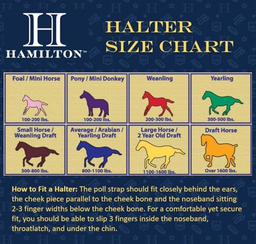 Hamilton Quality Adjustable Horse Halter, 100-200 lbs, Black | Premium Quality 3/4" Triple Ply Nylon, Pony/Mini Donkey, Adjustable Chin Strap, Rolled Throat, Brass Plated Hardware - color: Black, size: Pony, 100-200lbs