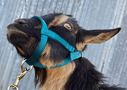 Goat Halter, S M L, XL, XL Buck, Made in USA, 23 Colors, Figure 8, Small, Medium, Large, Extra Large, Sheep Buck doe Kid Livestock (Royal Blue, X Large)