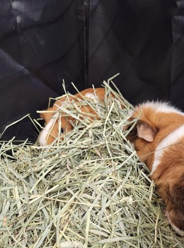 Hayzee Original Guinea Pig Hay Holder Feeder Litter Box Less Mess Encourages Natural Burrowing Instincts and Provides Ample Supply of Hay to Guinea Pigs and Rabbits (Black, 27") - size: 27"