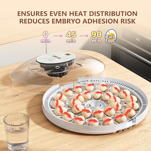 MeeF Egg Incubator for Hatching 28 Eggs, Auto Flip, Independent Atomizing Humidifier, with Duck and Goose Egg Trays (Green)
