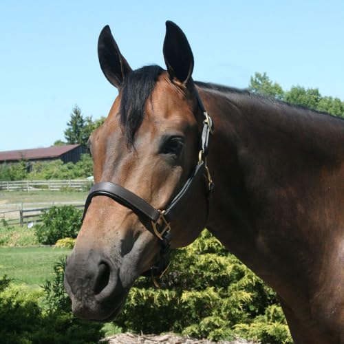 Dura-Tech Premier Saratoga Padded Leather Halter for Horses | Soft Buffalo Leather with Adjustable Fit & Padded Comfort - size: Cob