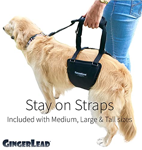 GINGERLEAD Dog Support Harness, Rear End Lift Sling, Tall Male, Made in USA | Fits Tall, Lean Dogs like Greyhounds or Great Danes, Padded Mobility Aid, Help Pets Walk or Balance, Machine Wash & Dry - size: Tall - Male