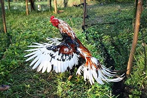 A.D.P. R4 Chicken Supplies Spur & Leg Protect Red Blue 2 Pair, Chicken Mitt Safety Poultry Hen Botas para GALLOS BREEDING, Best Rubber - color: Red & Blue R4