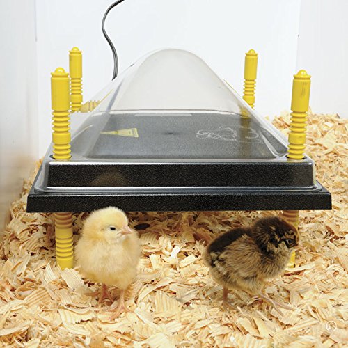 Premier 1 Chick Heating Plate Kit – 10"x10", Warms Up to 15 Chicks | Includes anti-perch cover. Adjustable push-button legs. 15 watts, 110V. Alternative to heat lamp.
