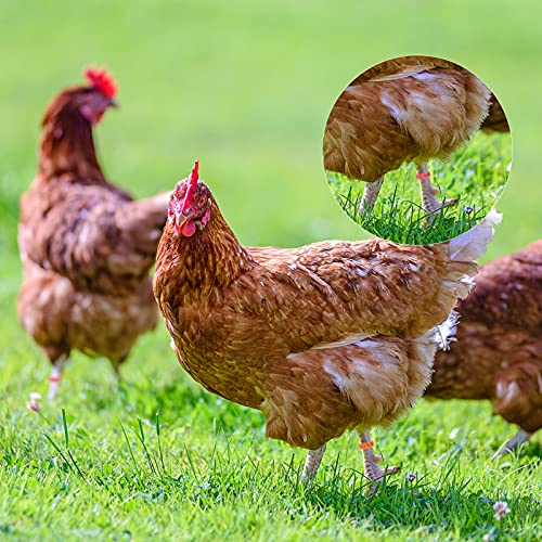 1-100 Numbers Poultry Chicken Leg Bands Clip-on Bird Adjustable Foot Label Rings for Pigeon Chicks Bantam Duck Goose