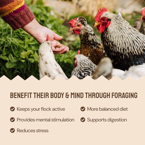 Hatortempt 10lb Grubs & Grits Chicken Treats, High-Calcium Chicken Feed | Chicken Grit, Oyster Shell, Black Soldier Fly Larvae & Mealworms for Chickens - Hand Inspected Chicken Food - Balanced Diet - size: 10 Pound (Pack of 1)
