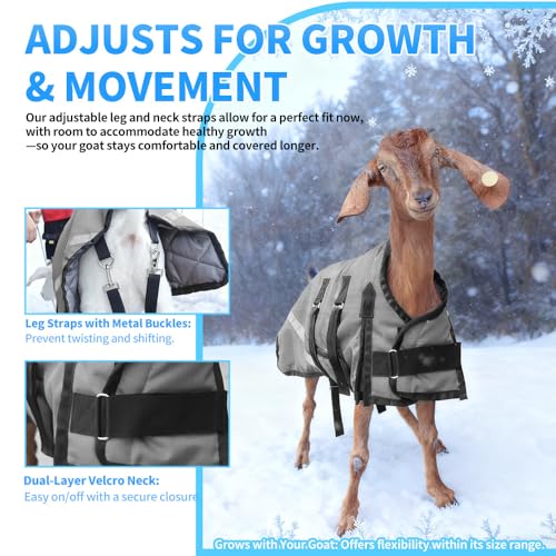 Goat Coat, Winter Livestock Blanket for Goats, Sheep, Calves, Dogs, Mini Pigs & Donkeys with Reflective Strip, Adjustable Farm Animal Coat, 1200D Waterproof 150g 28.68" Back (Gray, Medium) - color: Gray, size: Medium