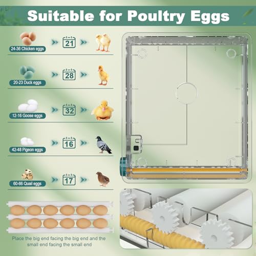 CoInceptus 36 Eggs Incubators for Hatching Eggs,Egg Incubator with 4 Automatic Incubate Mode,Chicken Incubator with Automatic Egg Turning Humidity Display,Quail Egg Incubator with Egg Candle - size: 36 Egg