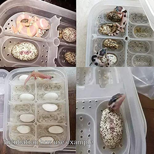 Still Awake Reptile Egg Incubator Professional Hatcher Hatching Box Case Tray Plastic Breeding Incubator for Hatching Snake,Lizards, Reptiles,Gecko(12 Slots with Thermometer) - size: 12 Slots With Thermometer