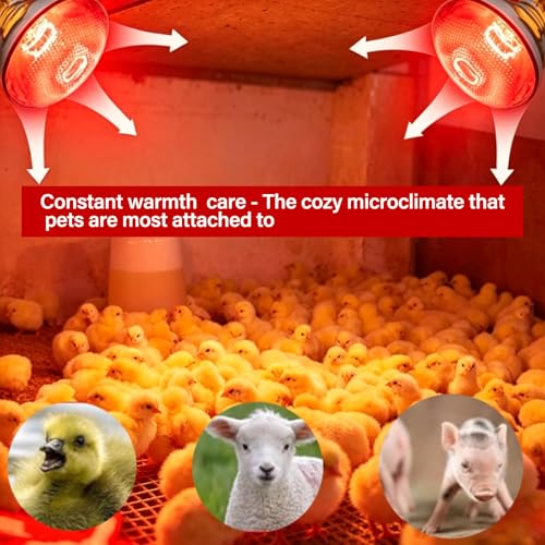 6 Pack 250W Chicken Heat Lamp Bulbs, Infrared Heat Lamp for Chickens, Heat Light Bulb for Brooder Coop, Food Service, Chicks, Pet, Reptile