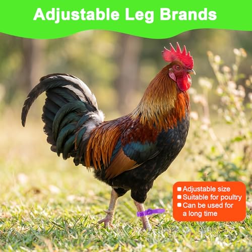 120Pcs Leg Bands for Chickens, Numbered Chicken Leg Bands 1-120 | 6colors(20 Each),Numbered 1-120.Pp Plastic,Self-Locking,Fluorescent.For Poultry Tracking,Chickens