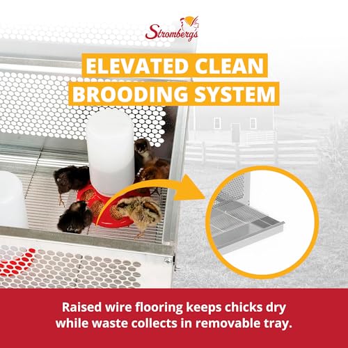 Stromberg's Stand Up Chick Brooder, Elevated Chicken Brooder Pen with Lamp Stand, Removable Tray, Wire Floor, Ventilated Steel Design, Raised Frame for Easy Cleaning and Chick Care | With Lamp Stand, Removable Tray, Wire Floor, Ventilated Steel Design, Ra