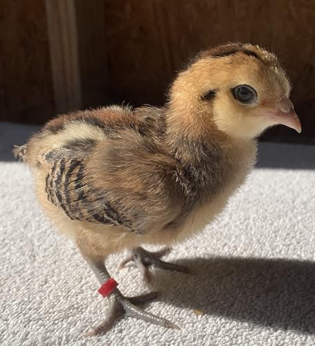 DoubleWood Baby Poultry Leg Bands 1/4" Medium Chick, 200 Pcs Coturnix Quail Leg Bands Baby Chick Leg Bands Pigeon Bands Chicken Leg Bands Rings (Medium 1/4") - size: Medium 1/4"