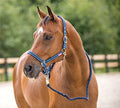 Horze Cooper Halter with Lead Rope - Peacoat Dark Blue - Horse - size: Horse