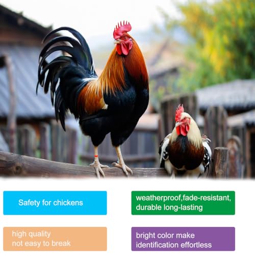 110PCS Chicken Leg Bands,Multicolor Chicken Identification Bands with 3 Sizes,Plastic Leg Bands Snap-On Poultry Leg Rings for Chickens Ducks Goose Quails,Pigeons(0.4/0.6/0.7inch)