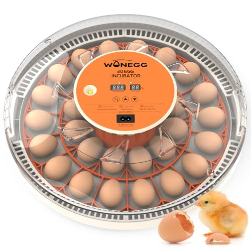 Incubators for Hatching Eggs with Automatic Egg Turning, Auto Temperature Control, Humidity Display, LED Egg Candler, 30 Eggs Incubator for Chicken, Quail, Parrot Eggs - color: Orange