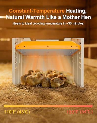 Chicken Coop Heater - Briidea 80W Chick Brooder Heating Plate with Constant Heat, 10 PET Cleaning Film, Adjustable Height & Angle, Cozy as a Mother Hen for 15 Small Poultry 10" x 10" - color: Fence style