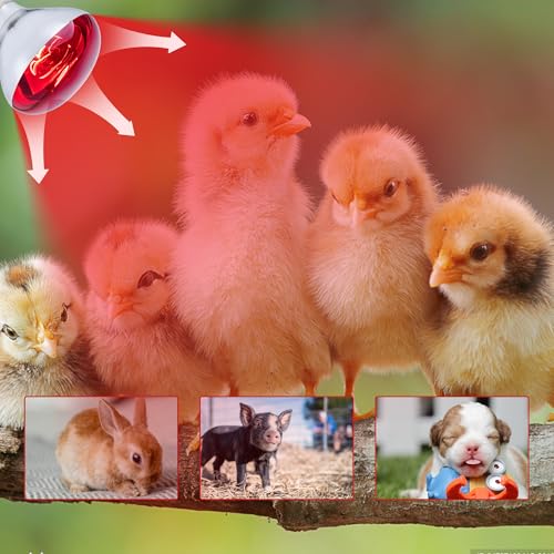 4 Pack 250 Watt Heat Lamp Bulbs for Chicks, R40 Brooder Heat Lamp for Chickens, Infrared Reflector Heat Bulbs for Brooder Heater, Incandescent Spotlight for Pet, Bathroom, Food - size: 4 Pack