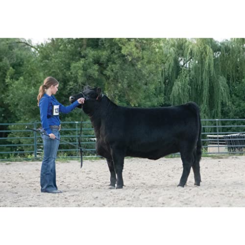 Weaver Livestock Leather Magic Show Cattle Halter, Adjustable, Modern Style Cow Calf Halter, Livestock Handling Equipment for Showing, Black