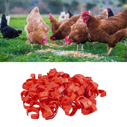 100Pcs Chicken Leg Rings,Bright Color Chicken Identification Bands Clip On Plastic Numbered Poultry Leg Bands for Birds Ducks Goose Gamefowl (100Pcs Red Rings with Number Markers)